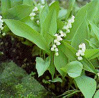 Lily of the valley