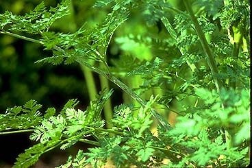 Poison Hemlock