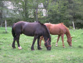 horses