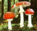 <i>A. muscaria</i> var.<i>muscaria</i> Mushrooms