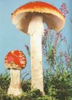 <i>A. muscaria</i> var.<i>muscaria</i> Mushrooms