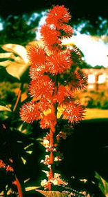 Castor Plant