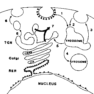 Ricin uptake in a cell