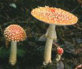 <i>A. muscaria</i> var.<i>muscaria</i> Mushrooms