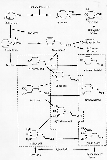 Shikimic acid pathway